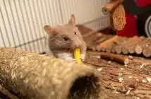 brown mouse on brown wooden table