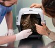 Vaccins et prévention : protéger votre chat contre les maladies graves