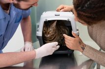 Vaccins et prévention : protéger votre chat contre les maladies graves