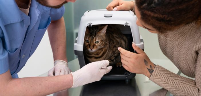 Vaccins et prévention : protéger votre chat contre les maladies graves