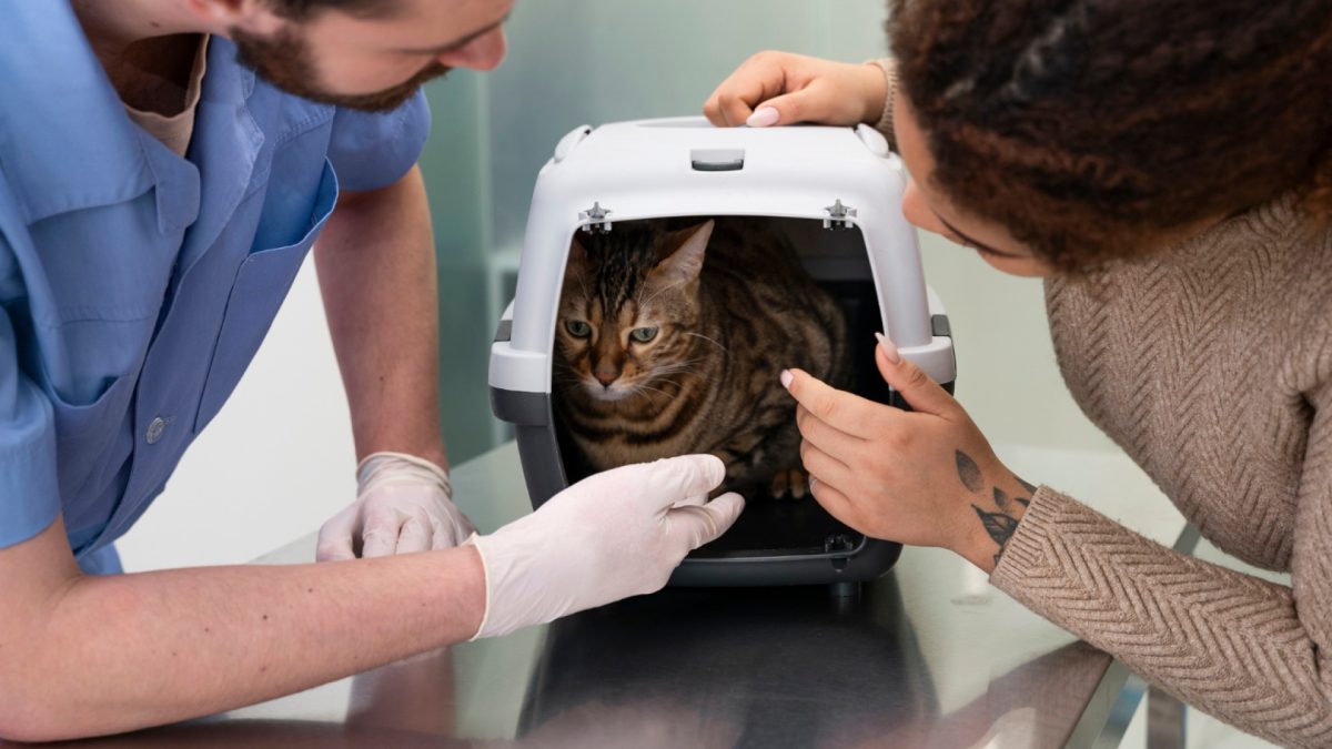 Vaccins et prévention : protéger votre chat contre les maladies graves